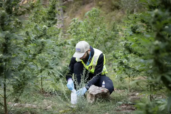 Marijuana overflows the central drug warehouse of the Mossos