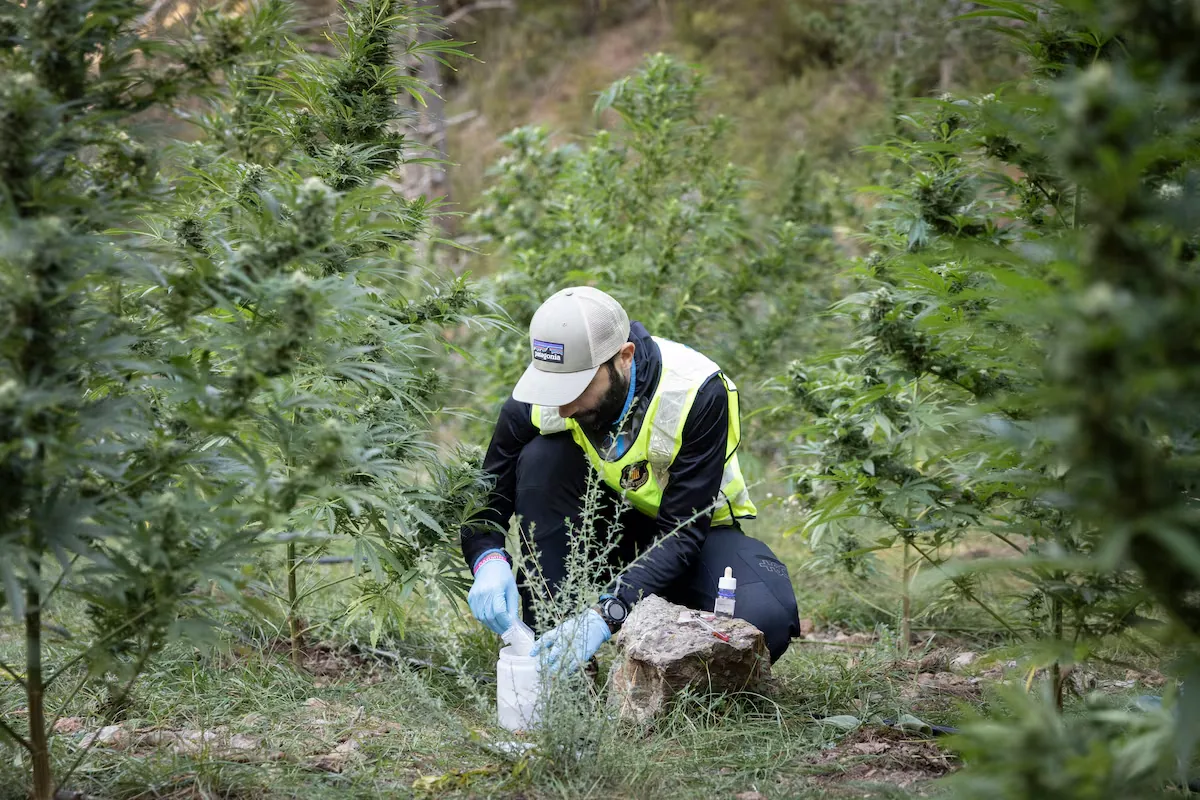 Marijuana overflows the central drug warehouse of the Mossos