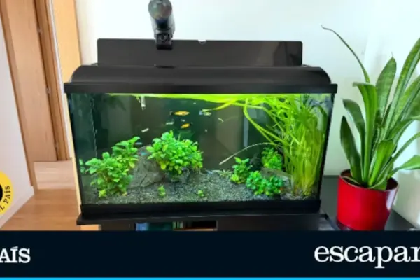 We test the best aquariums for beginners