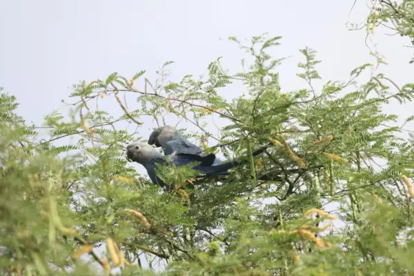 The blue macaw enters, the harpy eagle leaves: this is how the list of endangered species is made in Brazil, the country with the most biodiversity in the world