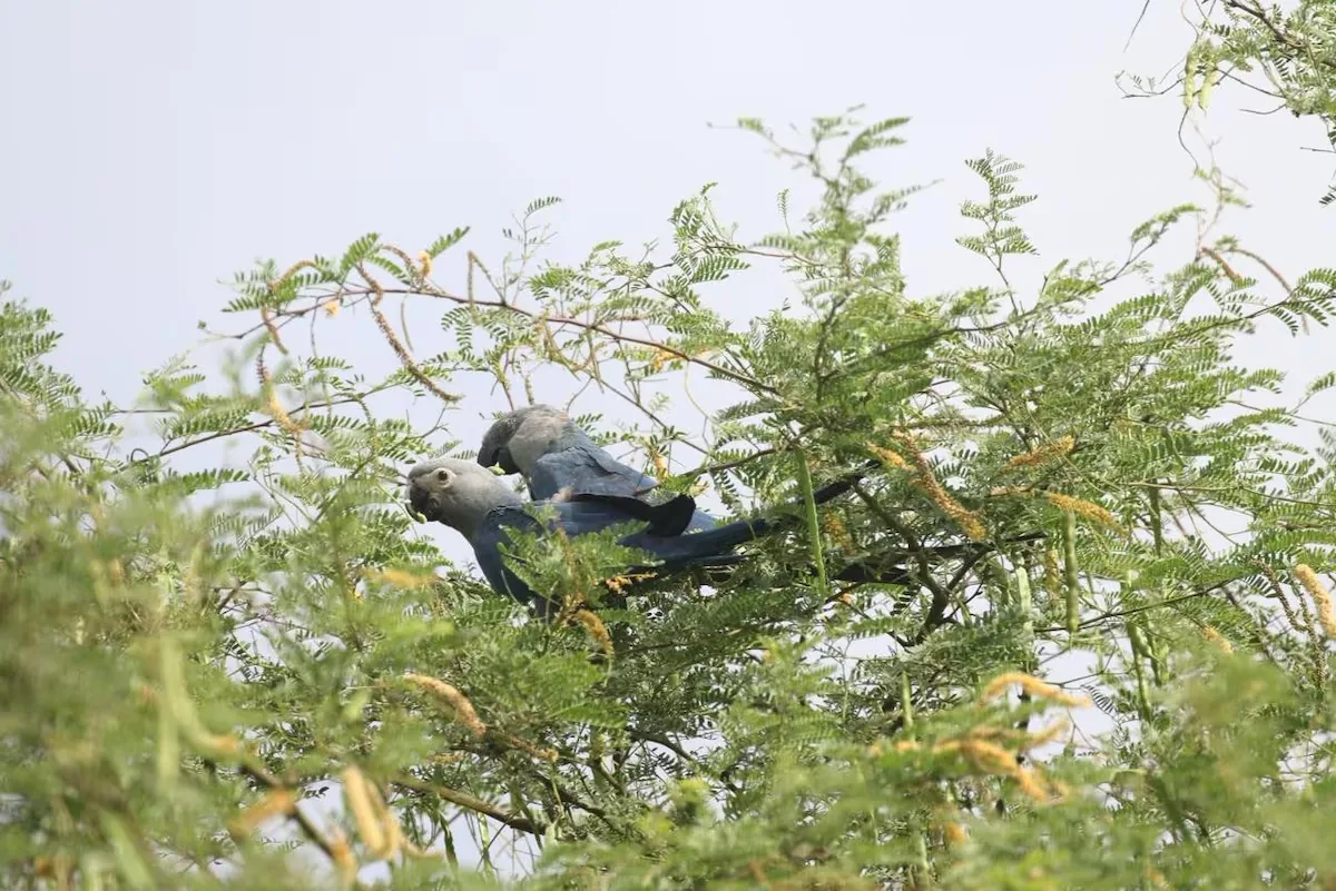 The blue macaw enters, the harpy eagle leaves: this is how the list of endangered species is made in Brazil, the country with the most biodiversity in the world