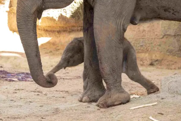 A Sumatran elephant is born at the Madrid Zoo, strengthening the conservation of a subspecies that is critically endangered