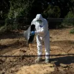 Four new positive cases of African swine fever in Catalonia