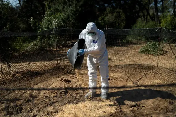 Four new positive cases of African swine fever in Catalonia
