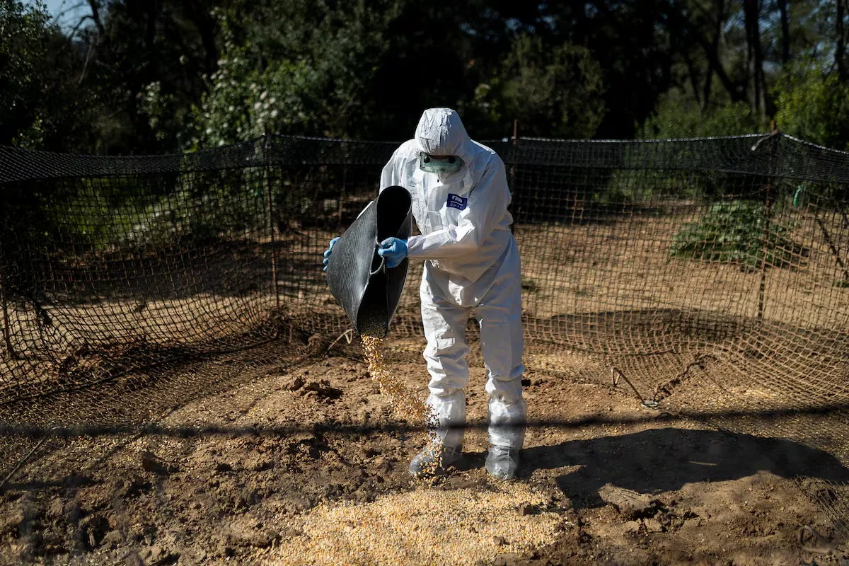 Four new positive cases of African swine fever in Catalonia