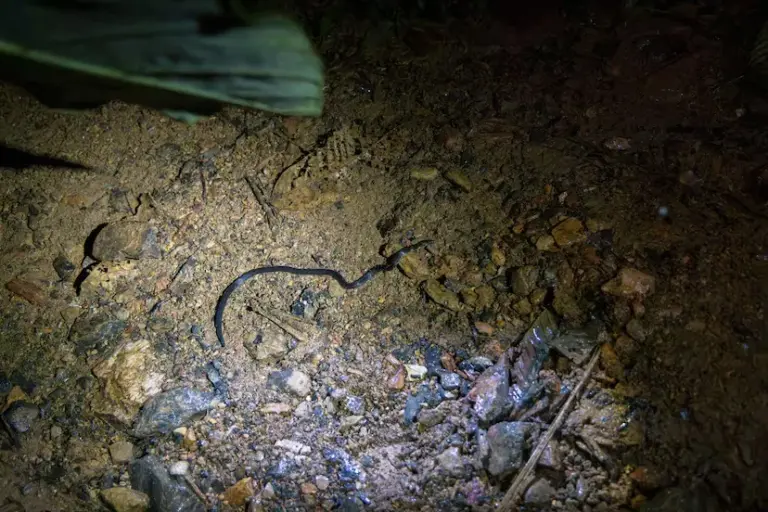 The orchestra of biodiversity that only sounds in the dark