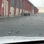 A hundred pigeons appear dead in the Port of Tarragona due to the storm