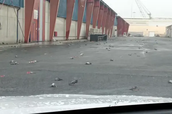 A hundred pigeons appear dead in the Port of Tarragona due to the storm
