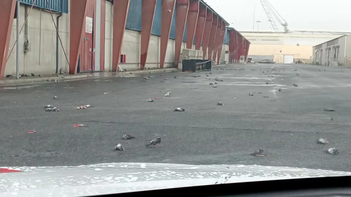 A hundred pigeons appear dead in the Port of Tarragona due to the storm