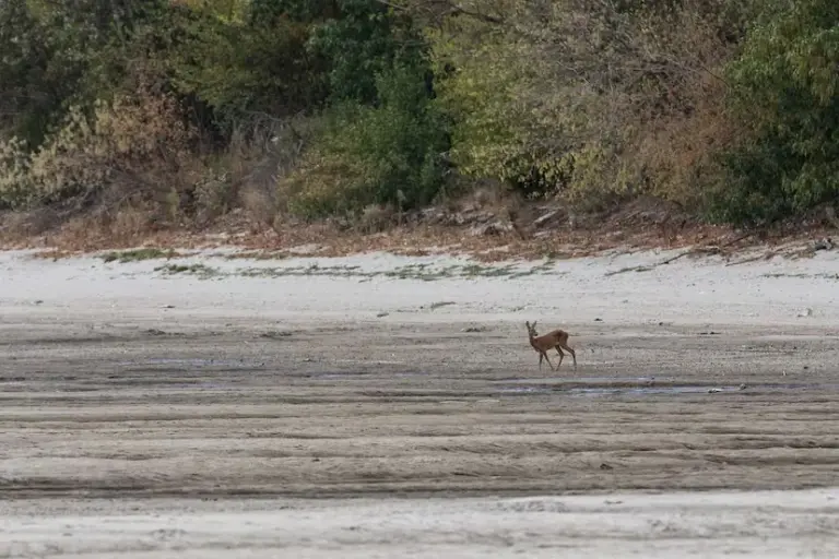 Journey along the bed of a Danube stripped by drought: “Every year the situation is worse”