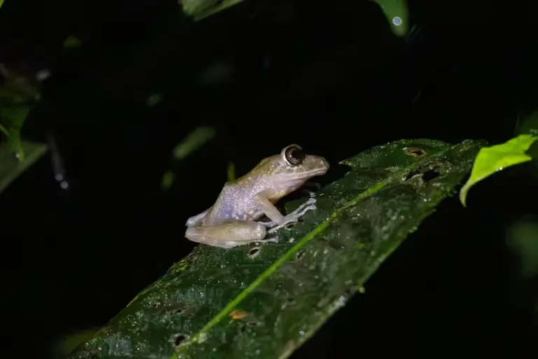 The orchestra of biodiversity that only sounds in the dark