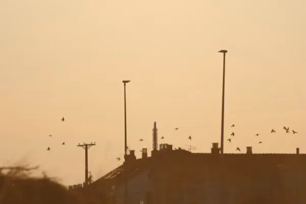 The electrical system and telecommunications surpass the total solar eclipse in Spain without incidents