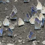 Mediterranean butterflies move to the Basque Country in search of the climate of the past