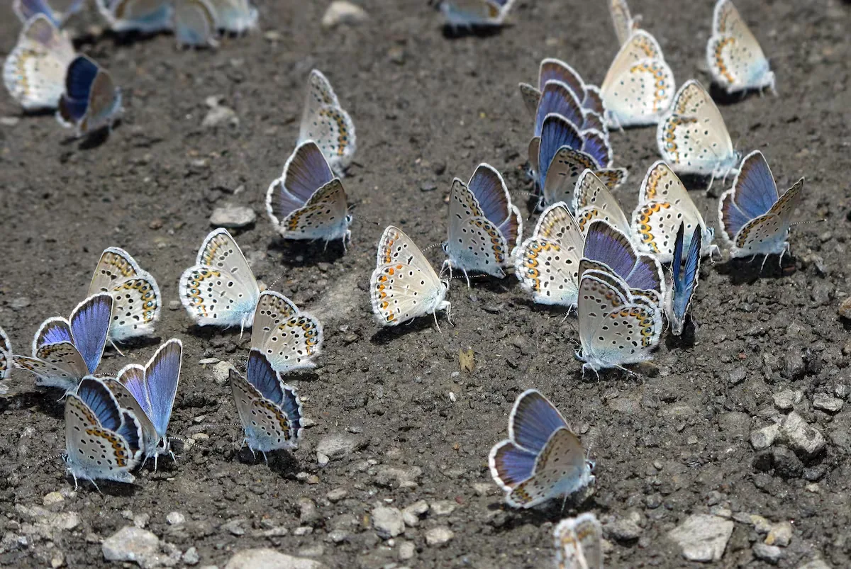 Mediterranean butterflies move to the Basque Country in search of the climate of the past