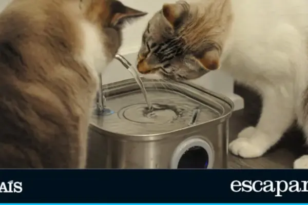 Do you have a dog or a cat? These are the advantages of using an automatic waterer
