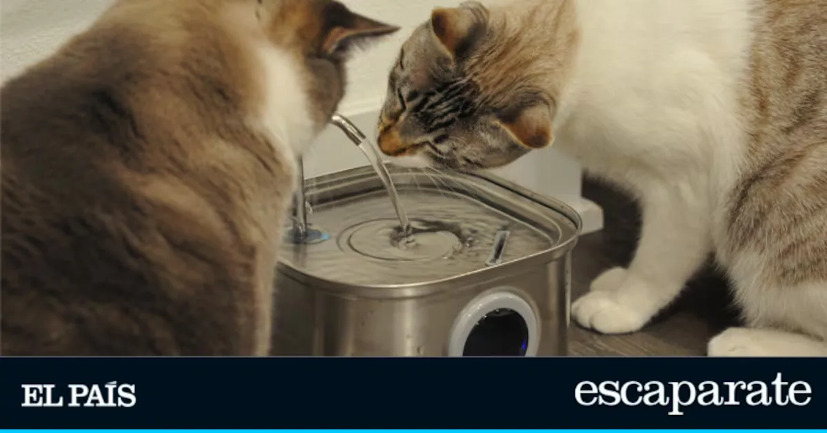 Do you have a dog or a cat? These are the advantages of using an automatic waterer