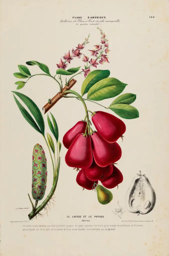 Colette's Herbarium: An Imagined Natural History of Flowers