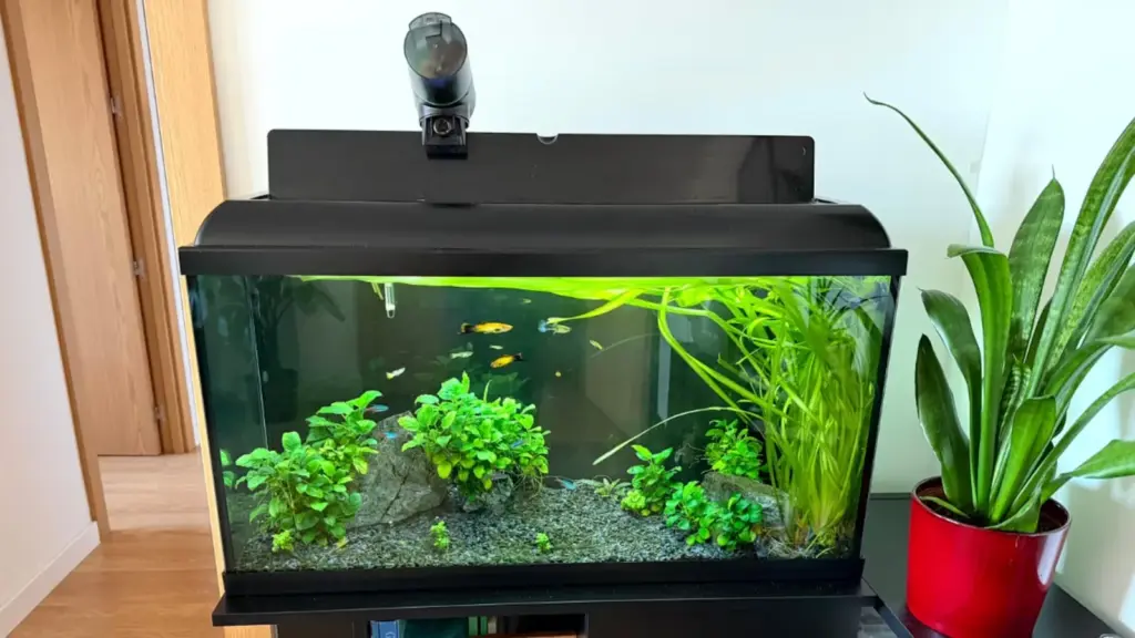 best aquariums for beginners