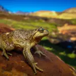 The Chilean frog defended by Leonardo DiCaprio that faces an electric project