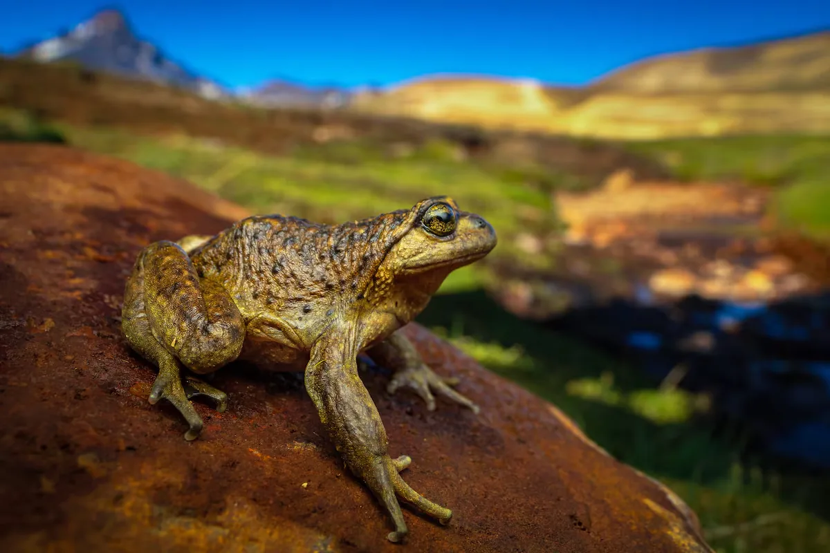 The Chilean frog defended by Leonardo DiCaprio that faces an electric project