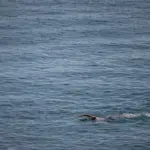 A 74-year-old woman drowns on a beach in Sant Feliu de Guíxols