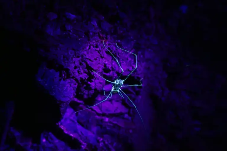 The orchestra of biodiversity that only sounds in the dark