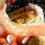 The controversial plan to create the world's first octopus farm in the Canary Islands sinks