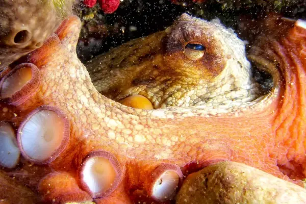 The controversial plan to create the world's first octopus farm in the Canary Islands sinks
