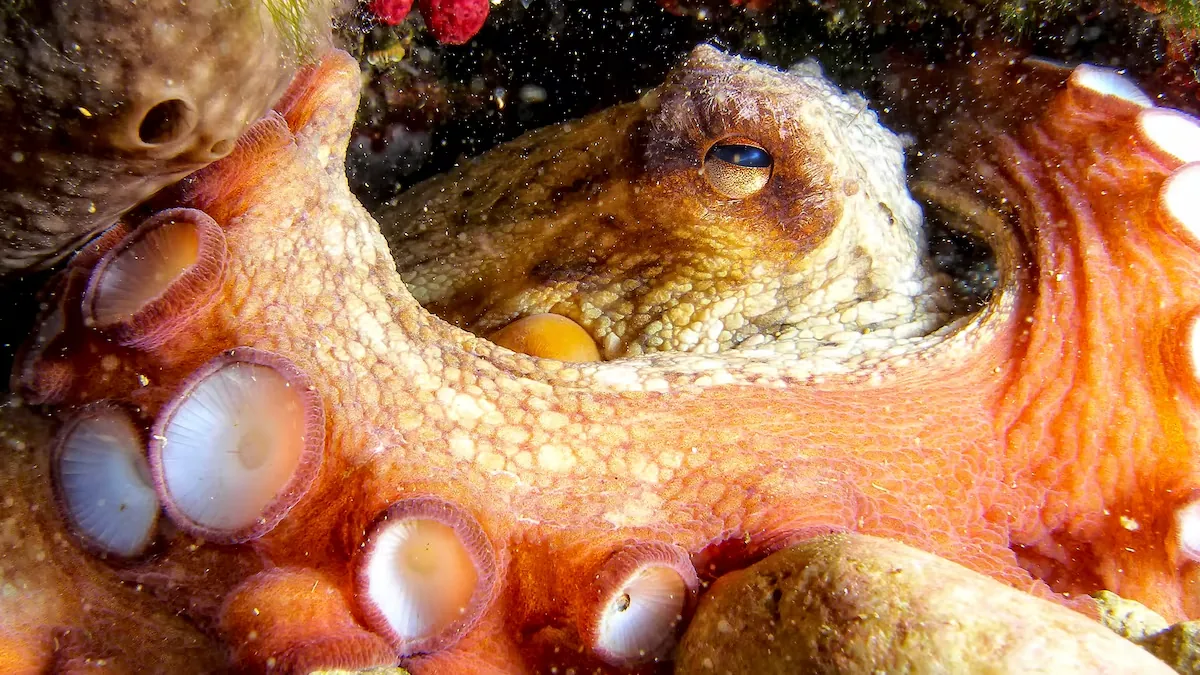 The controversial plan to create the world's first octopus farm in the Canary Islands sinks