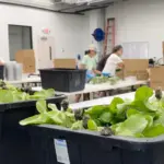 First deaths in the United States from an outbreak of explosive diarrhea caused by Cyclospora-contaminated lettuce