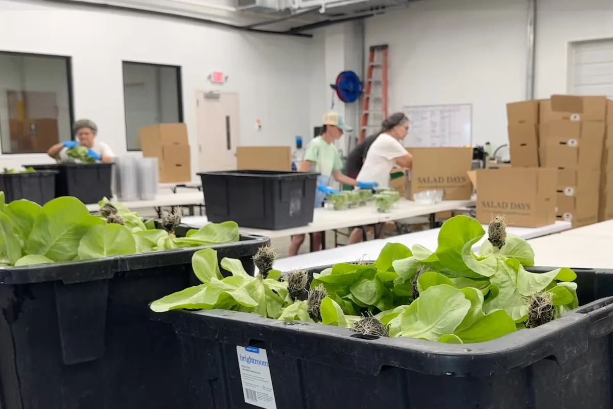 First deaths in the United States from an outbreak of explosive diarrhea caused by Cyclospora-contaminated lettuce
