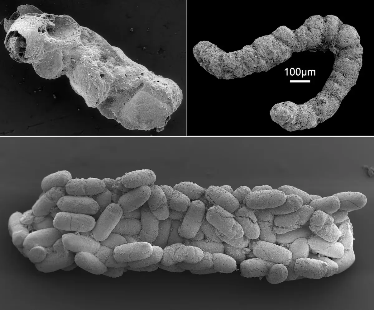 The Cambrian fecal revolution: poop from millions of years ago reveals its importance in the greatest explosion of life on Earth