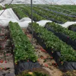 Storms, fire, and drought: the Spanish countryside tries to endure after eight months of climatic suffocation