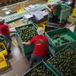 United States halts avocado exports from Mexico due to violence in Michoacán