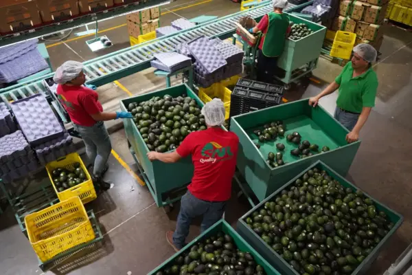 United States halts avocado exports from Mexico due to violence in Michoacán