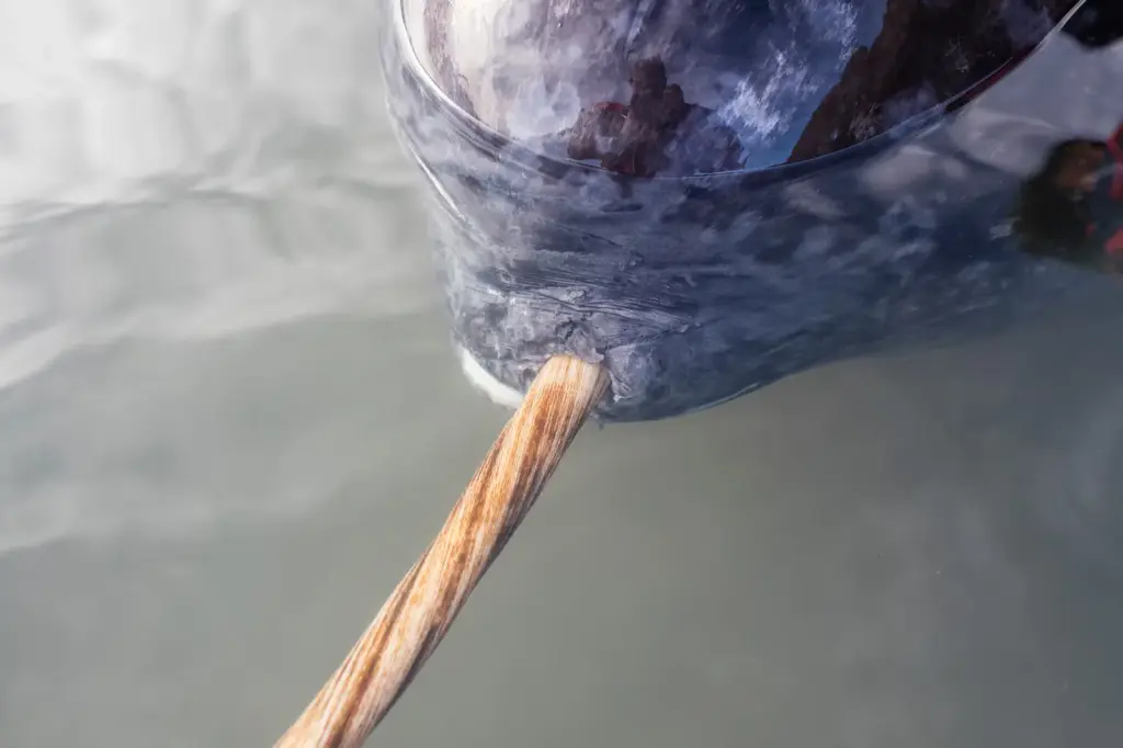 The narwhal tusk, a "mythological horn" that was thousands of years ahead of materials engineering