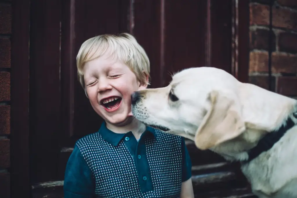 Dogs vs children: why is the increase in pets related to the decline in birth rates?