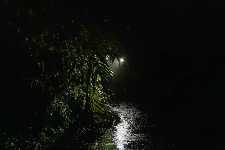 The orchestra of biodiversity that only sounds in the dark