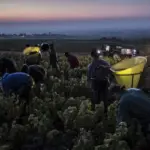 About 13,000 Spanish seasonal workers will work in the French grape harvest for 2,156 euros gross per month