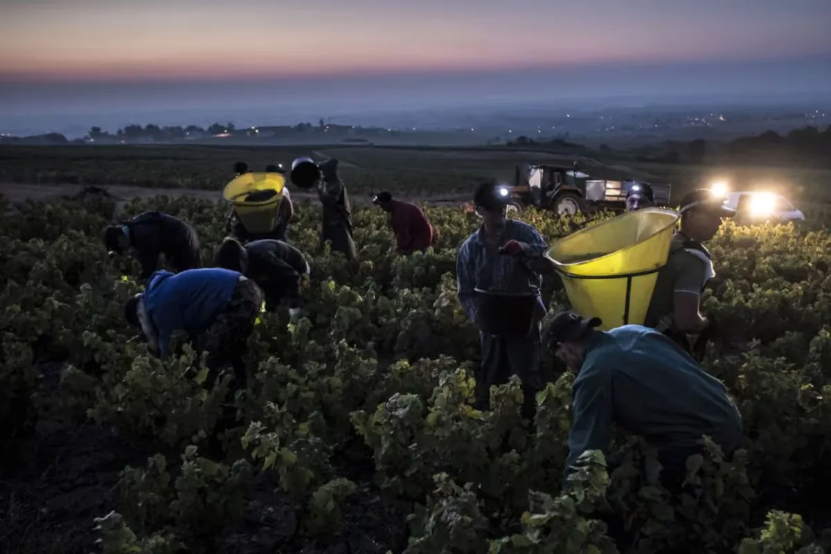 About 13,000 Spanish seasonal workers will work in the French grape harvest for 2,156 euros gross per month