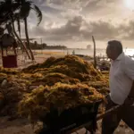 The sargassum map in Mexico: Caribbean beaches have received 27 times more tons than usual