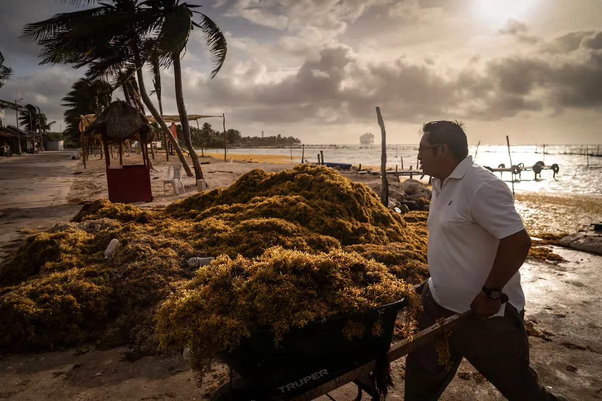 The sargassum map in Mexico: Caribbean beaches have received 27 times more tons than usual