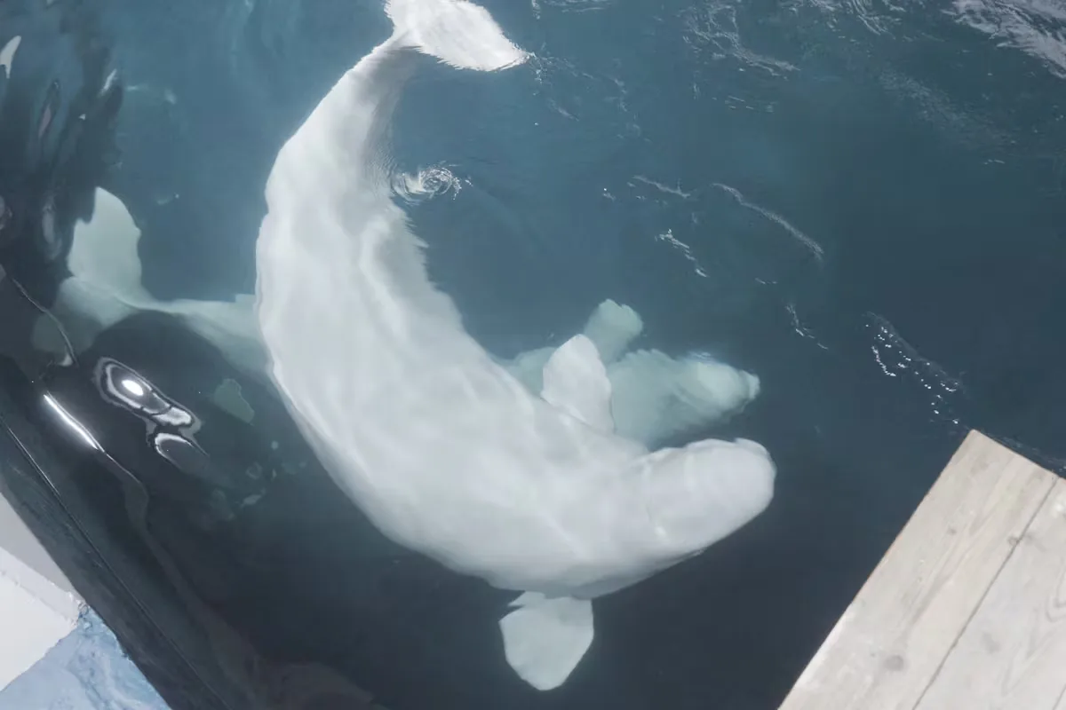 From Canada to Valencia on a seven-hour flight: the two belugas that were going to be sacrificed are already at the Oceanogràfic