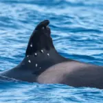 The orca ‘Toñi’, matriarch of the ‘gladis’, was shot from a boat with a Spanish flag in Portuguese waters