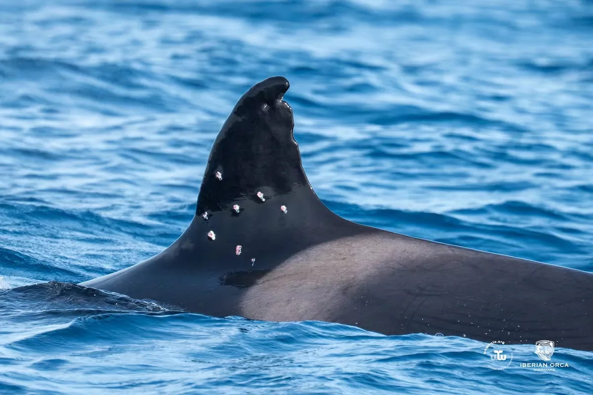 The matriarch of the orcas ‘gladis’, 60 years old, appears with pellet impacts on the fin