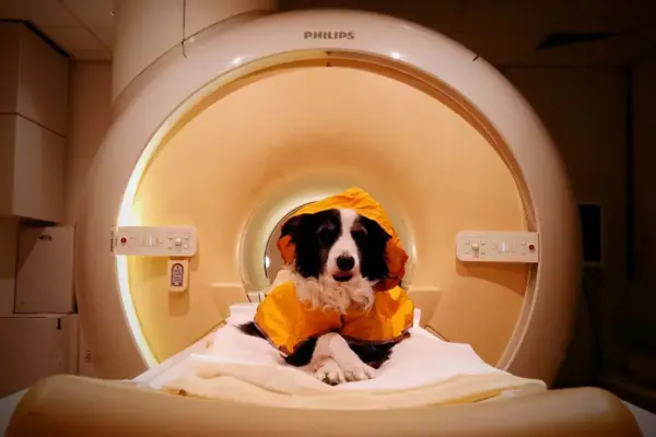 Your dog knows when you are sad and when you are afraid: this is how their brain distinguishes our emotions