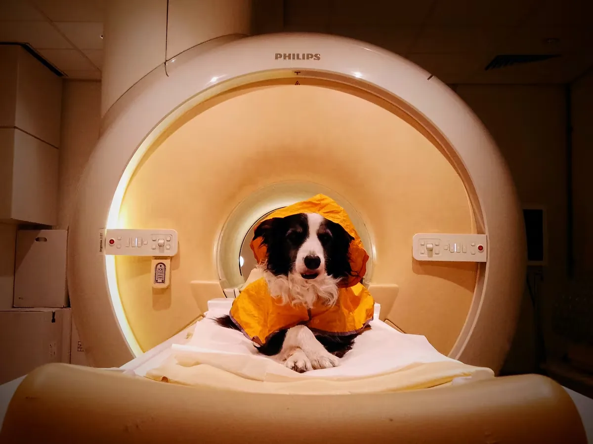 Your dog knows when you are sad and when you are afraid: this is how their brain distinguishes our emotions