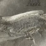 A 324-million-year-old fossil shows how insects conquered Earth