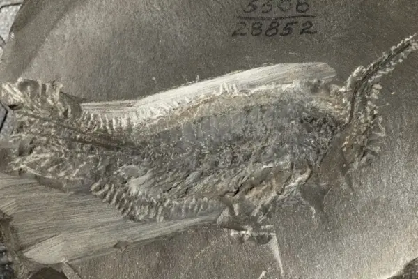 A 324-million-year-old fossil shows how insects conquered Earth