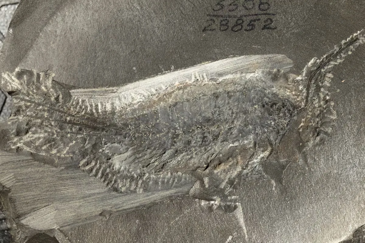 A 324-million-year-old fossil shows how insects conquered Earth